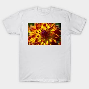 Wonderful Red Yellow Dahlia Close Up T-Shirt